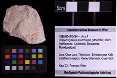 Foto (Objekt + Etiketten) von Cracensigillatus acutirostrus (Moericke, 1889) (NHMW-GEO-1990-0041-0494)